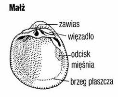 slimak