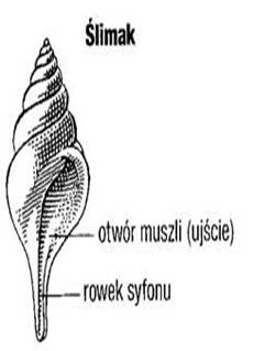 liliowiec